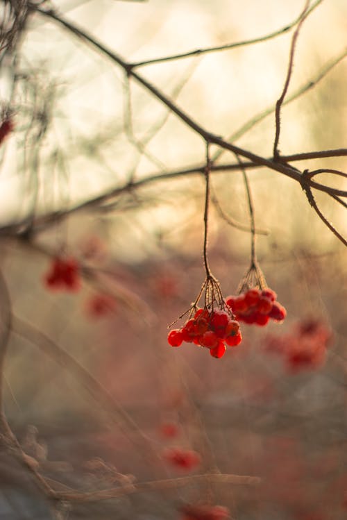 Free Cluster of Red Berries on Stem Stock Photo
