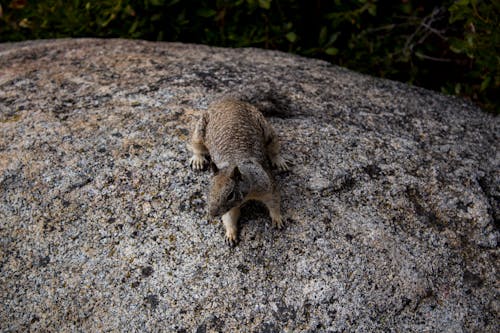Gray and Black Squirrel on Top of Rock