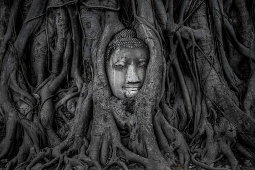 Free Gray Scale Photo of Buddha Statue in Tree Trunk Stock Photo