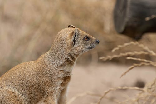 Yellow Mongoose in Blurred Background