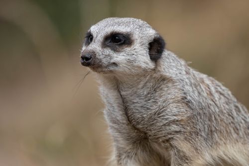 Free Captivating portrait of a meerkat with a sharp focus on its eyes and fur detail against a blurred backdrop. Stock Photo