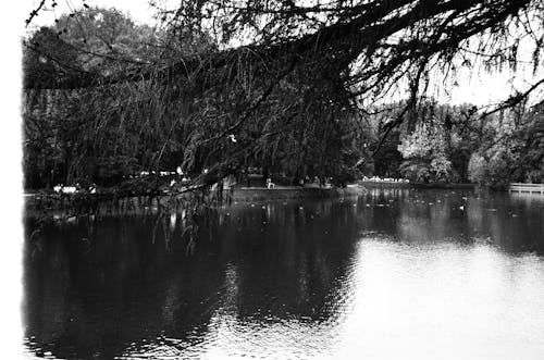 Základová fotografie zdarma na téma černobílý, jednobarevný, jezero