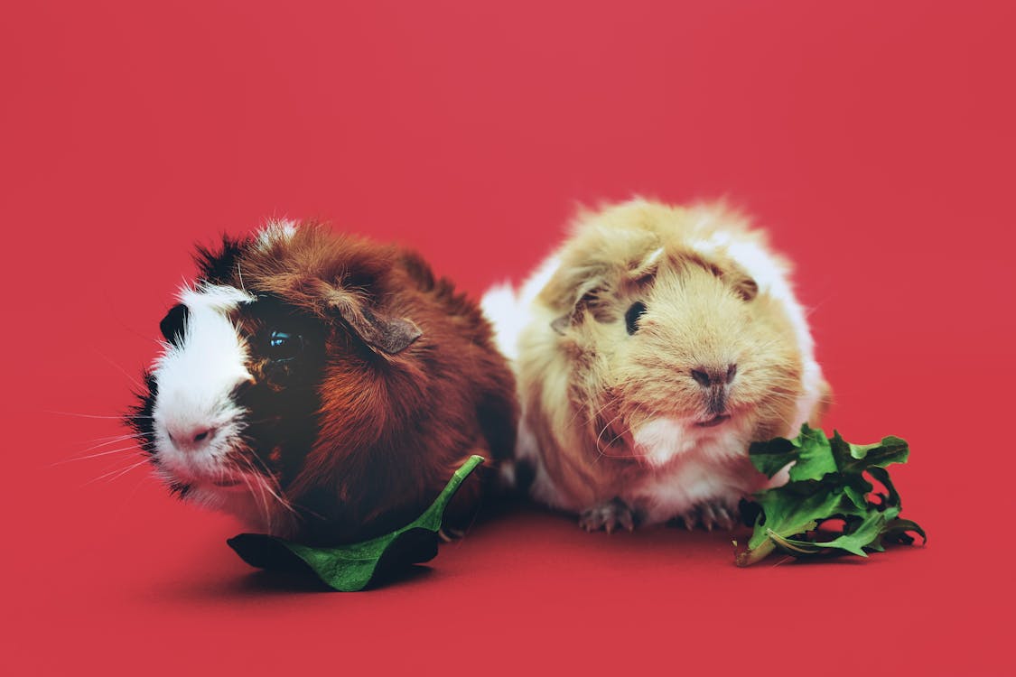 Free Close-Up Photo of Two Brown and Beige Guinea Pigs Stock Photo