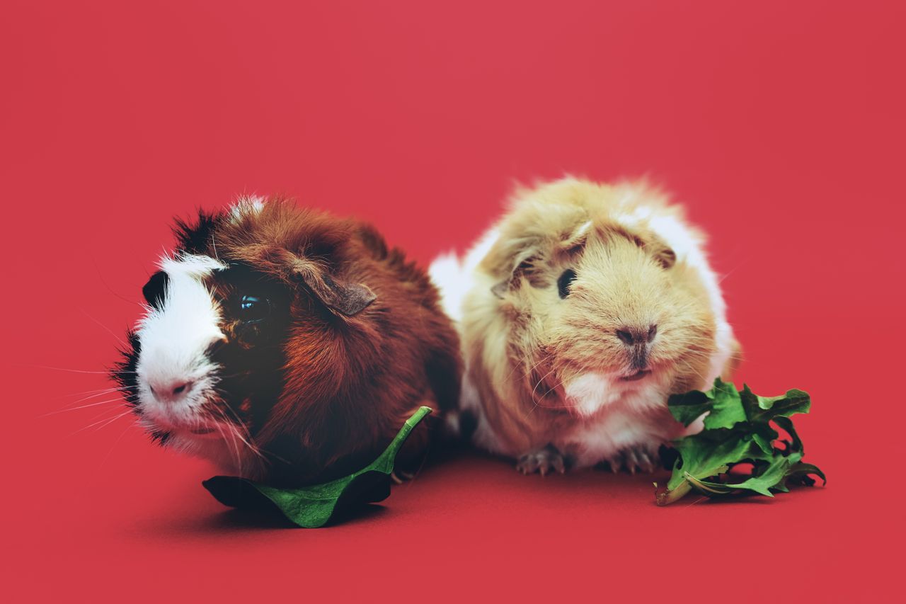 a cute pair of guinea pigs enjoying leaves against a vibrant red backd