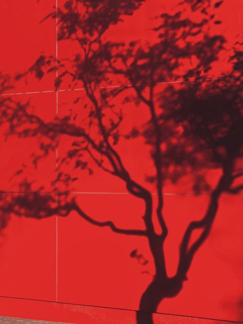 Artistic shadow of a tree on a vibrant red wall, creating a dramatic visual effect.