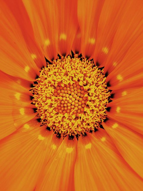 Free Macro shot of an orange flower bloom highlighting its intricate petals and stamen. Stock Photo