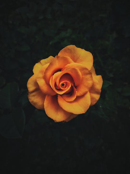 Orange Rose in Bloom Close Up Photo