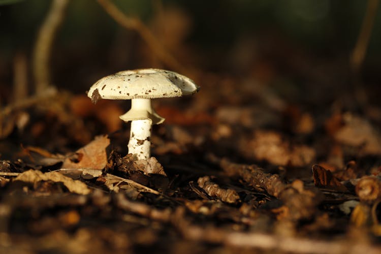 White Mushroom In Close-up Shot 