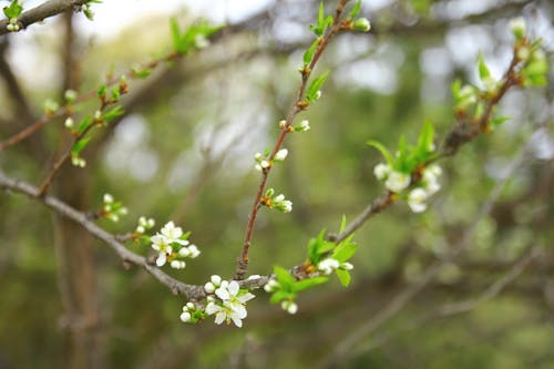 Free White Petaled Flowers Stock Photo