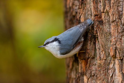 A Nuthatch Attached on a Tree Bark