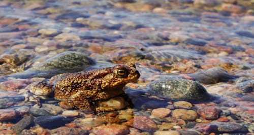Free Close-Up photography of Frog Stock Photo