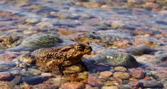 一只青蛙在河床的五彩鹅卵石上休息的细节画面