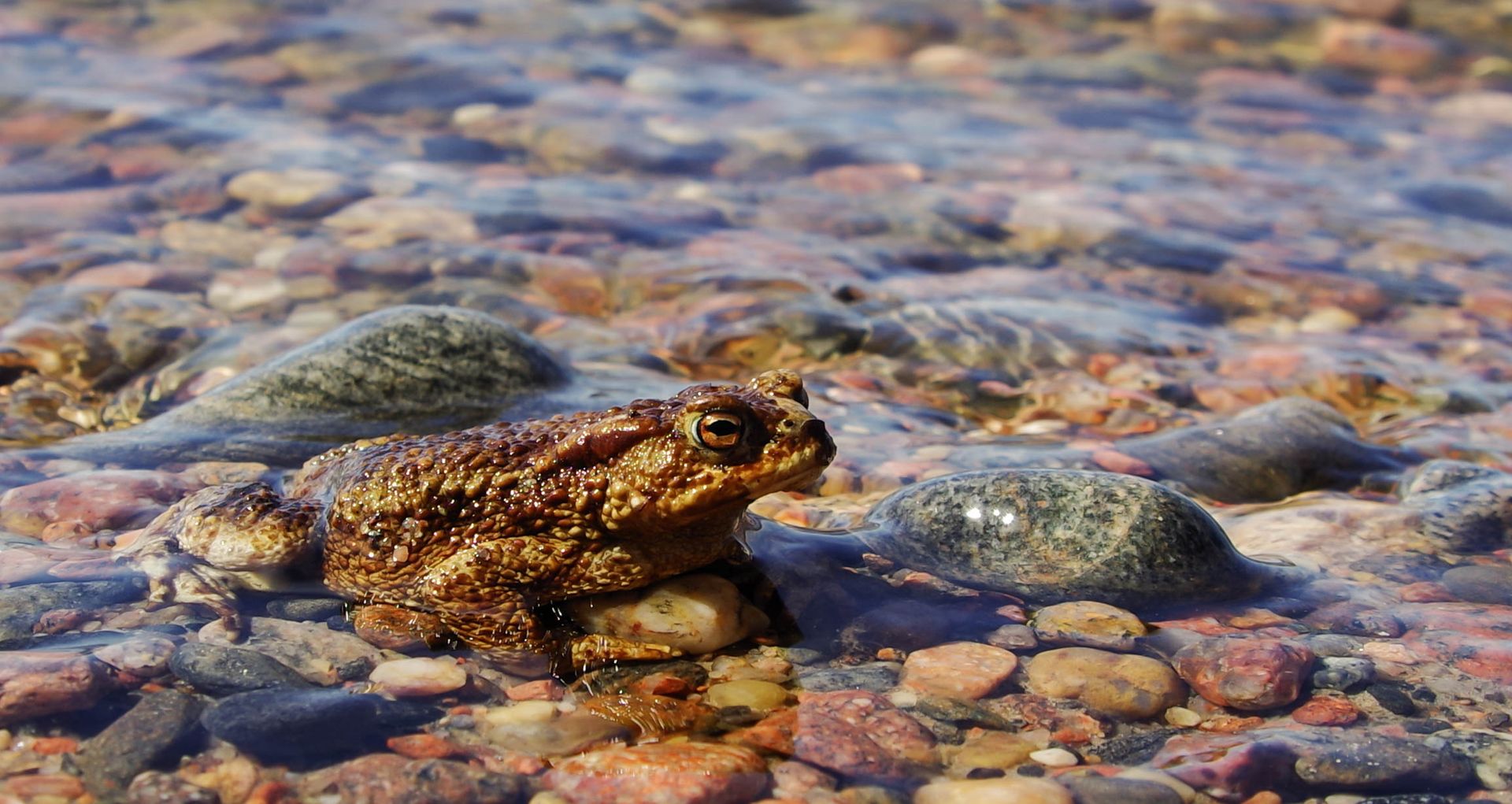 Close-Up photography of Frog
