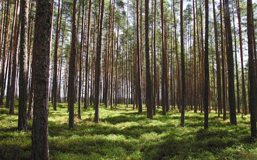 Foto d'estoc gratuïta de arbres, bosc, boscos