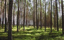 漫步于一片静谧的松林，高大的树木与葱郁的灌木沐浴在日光之中