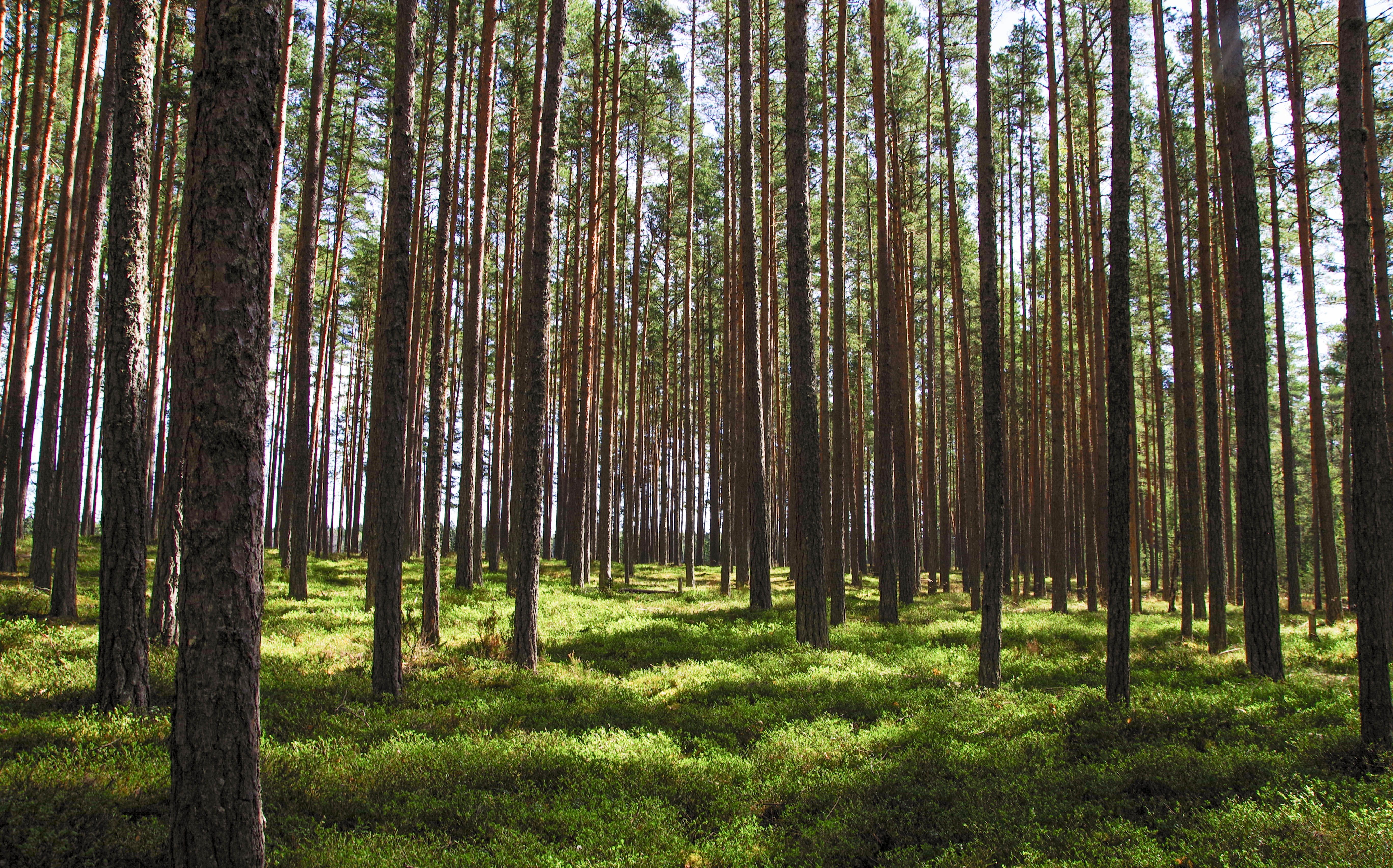 Foto de stock gratuita sobre arboles, bosque, conífera