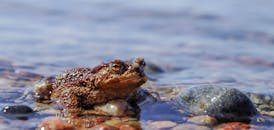 一只青蛙在湿地靠近河流的岩石上休息的详细视图