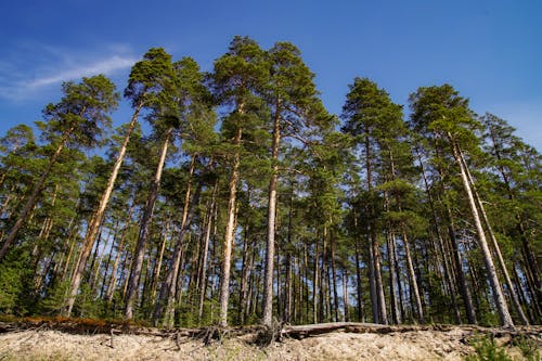 Ilmainen kuvapankkikuva tunnisteilla luonto, metsä, puut