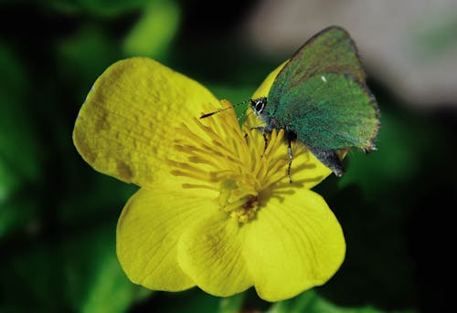 Green Butterfly on Rapeseed Flower