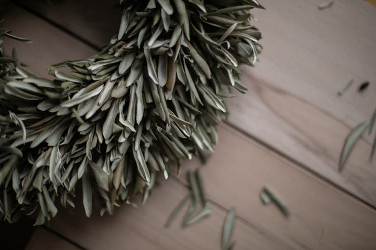 A Close-Up Of Olive Leaves