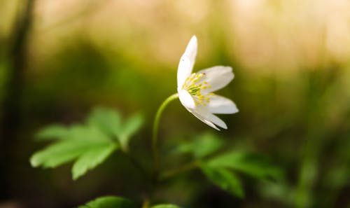 白いハコベの花