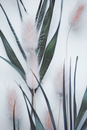 Bunnytail Panicles and Leaves