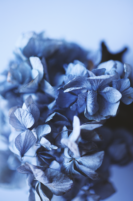 A detailed close-up of delicate blue hydrangea petals with a soft, blurred background.