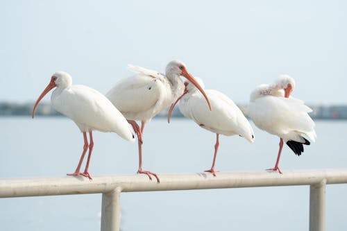 Photos gratuites de aviaire, garde-corps, ibis