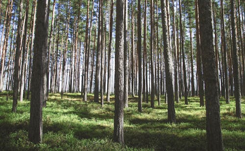 бесплатная Фотография стволов деревьев Стоковое фото