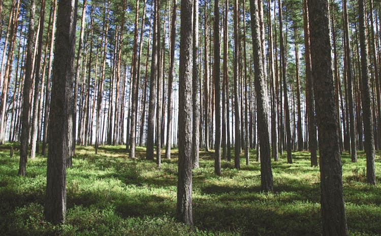 Photography Of Tree Trunks