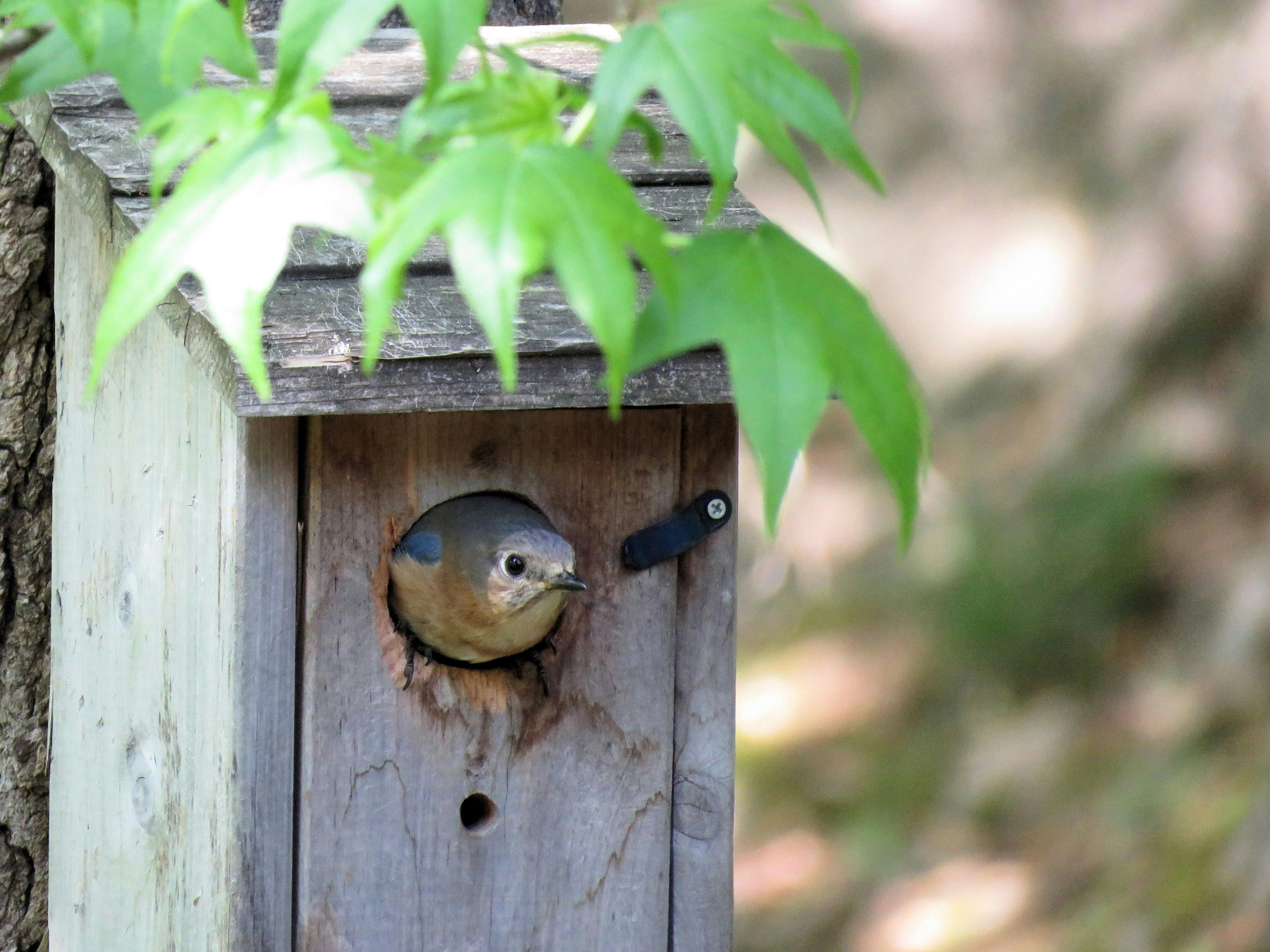 Free stock photo of bird house, blue bird, Bluebird