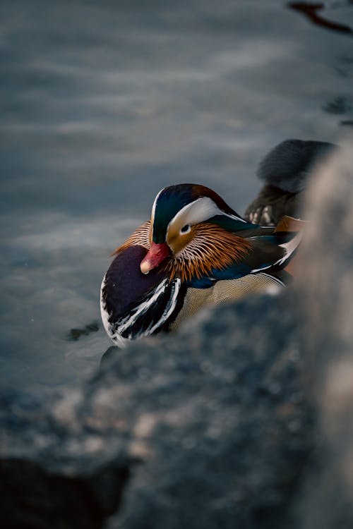 Free Photo of a Mandarin Duck Stock Photo