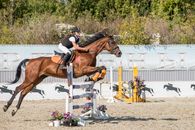 Free stock photo of action energy, cavalry, dressage