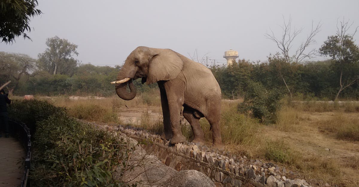 Free stock photo of elephant trunk