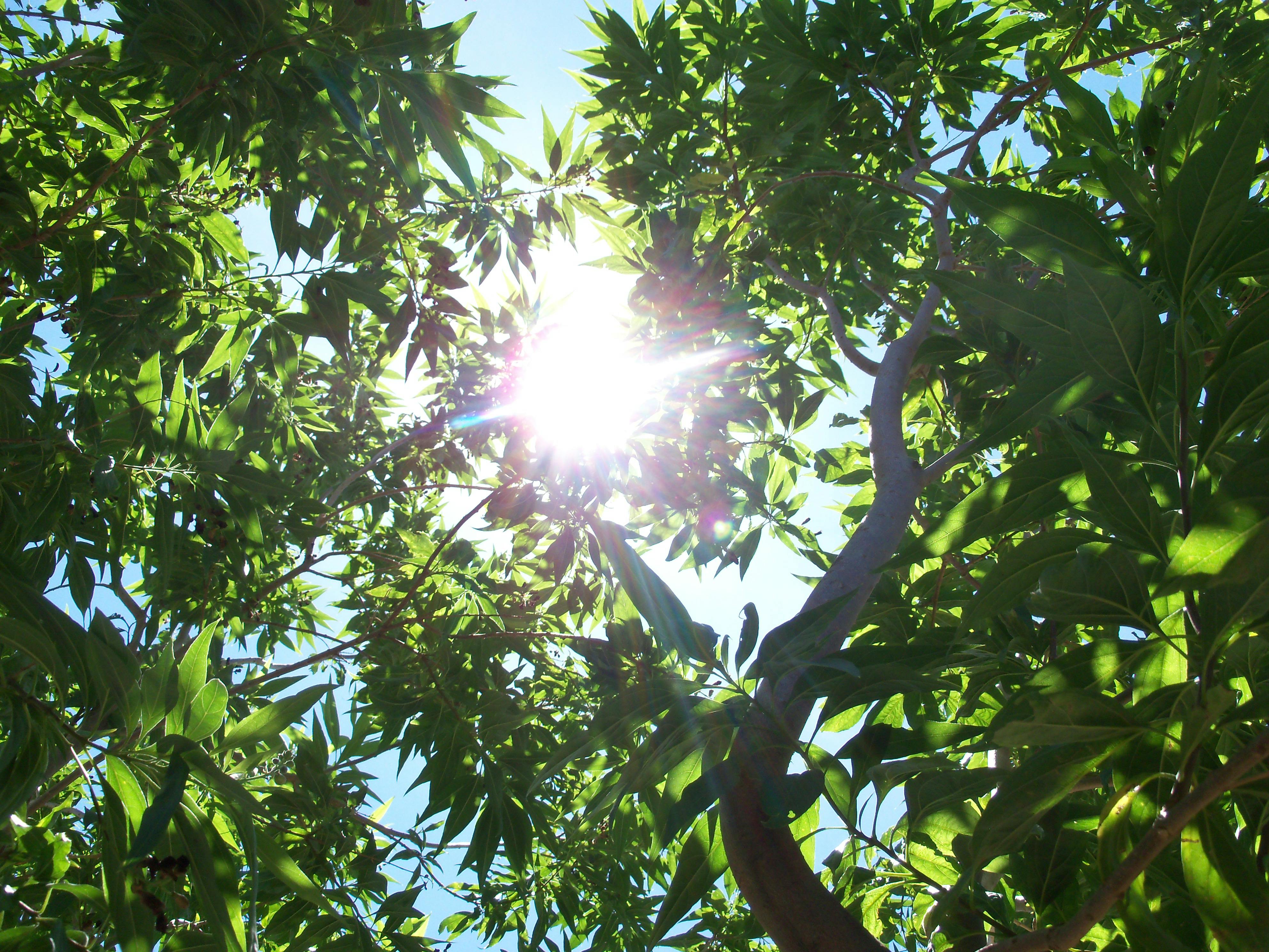 Free stock photo of ray of sunshine, sunlight through trees, sunshine