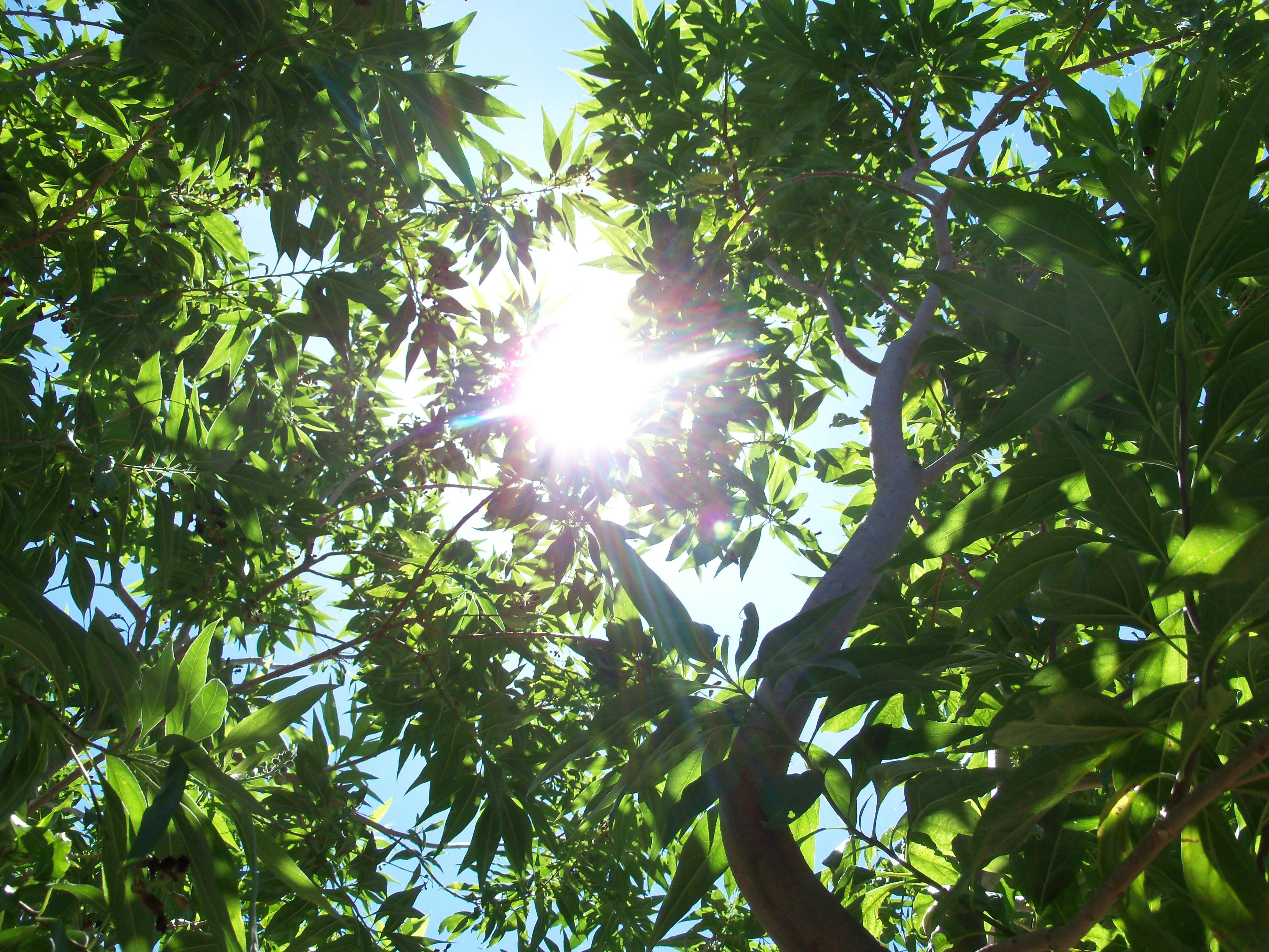 Free stock photo of ray of sunshine, Sunlight through trees, sunshine