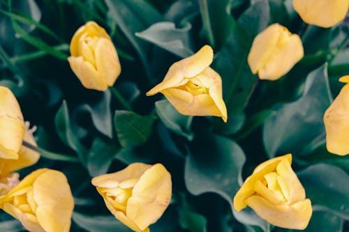 Close-Up Shot of Yellow Tulips