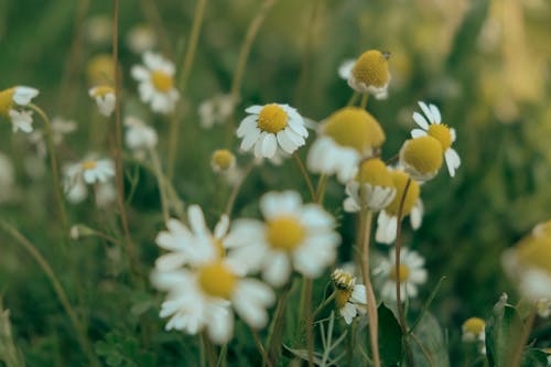 Fotobanka s bezplatnými fotkami na tému divý, flóra, harmanček