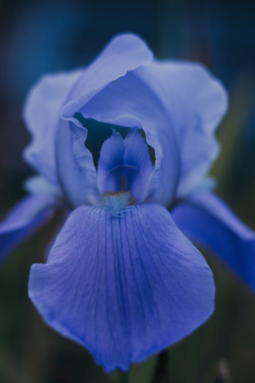 Gratis lagerfoto af blå, blomst, blomstermotiv