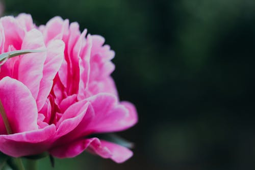 Gratis lagerfoto af blomst, blomstermotiv, frisk