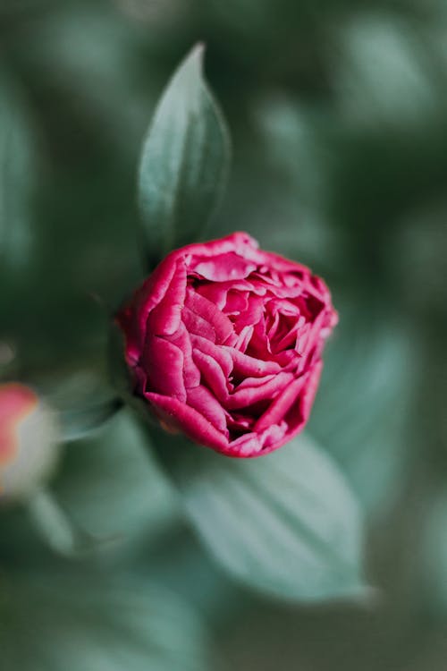Fotografía De Enfoque Superficial De Flor Rosa