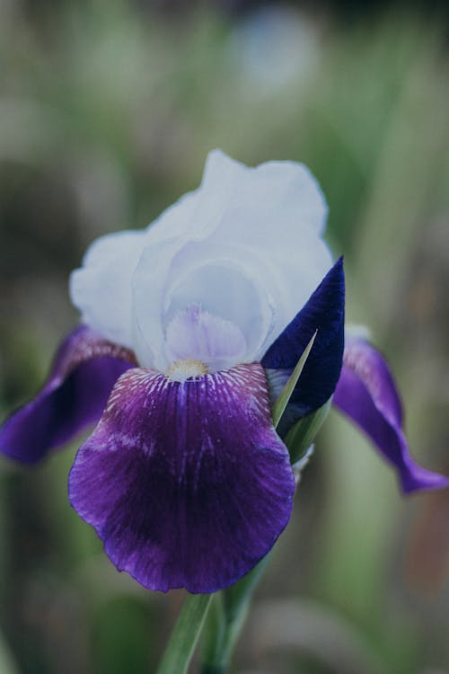 Gratis lagerfoto af blomst, blomstermotiv, grøn