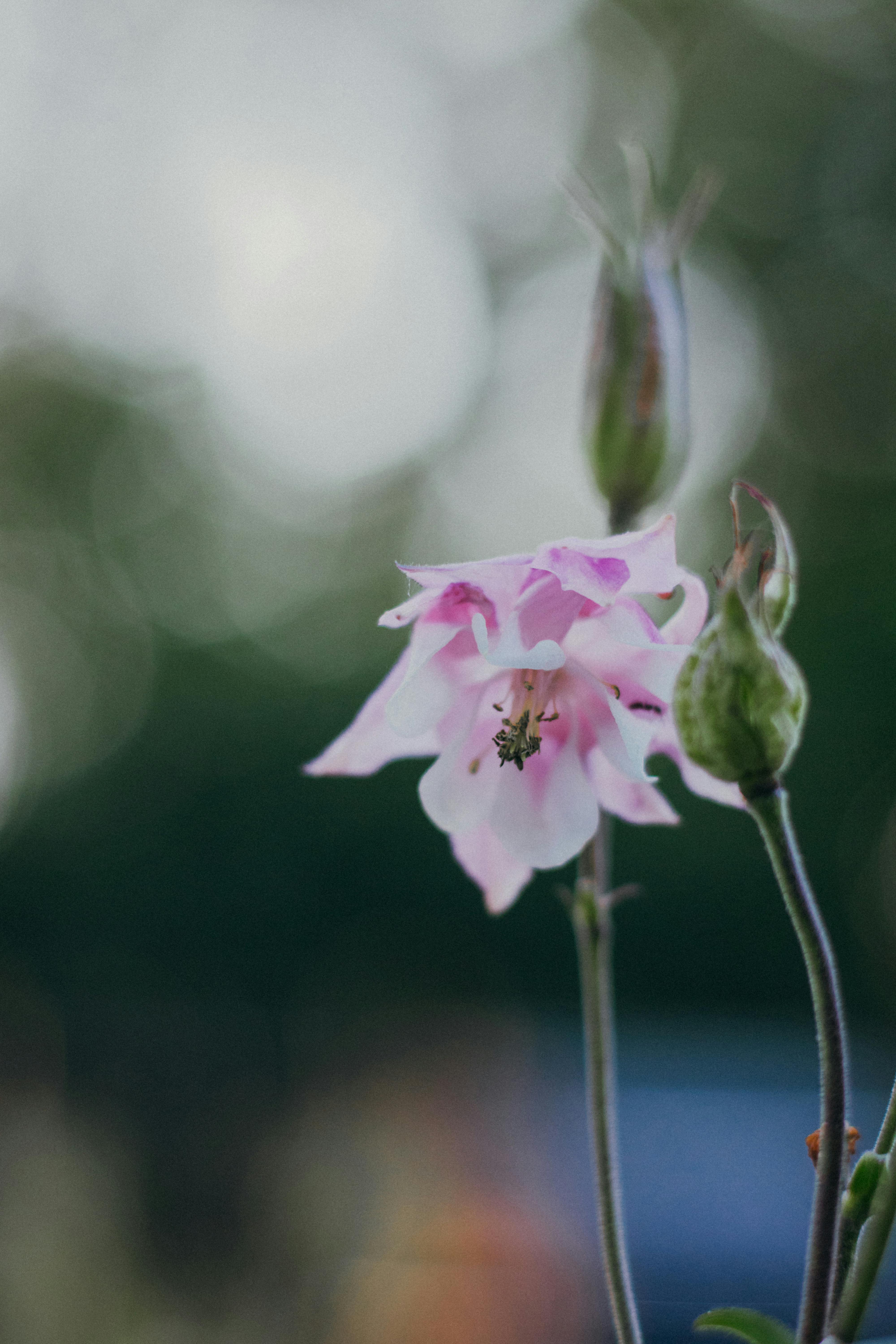 Free stock photo of blooming, buds, floral