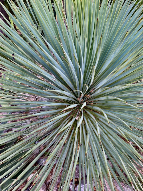 Free stock photo of bush, earth, greenery