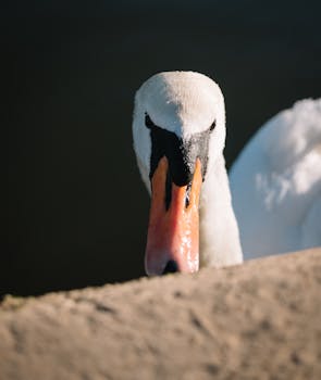 Stunning close-up of a mute swan gliding gracefully in a serene lake setting.