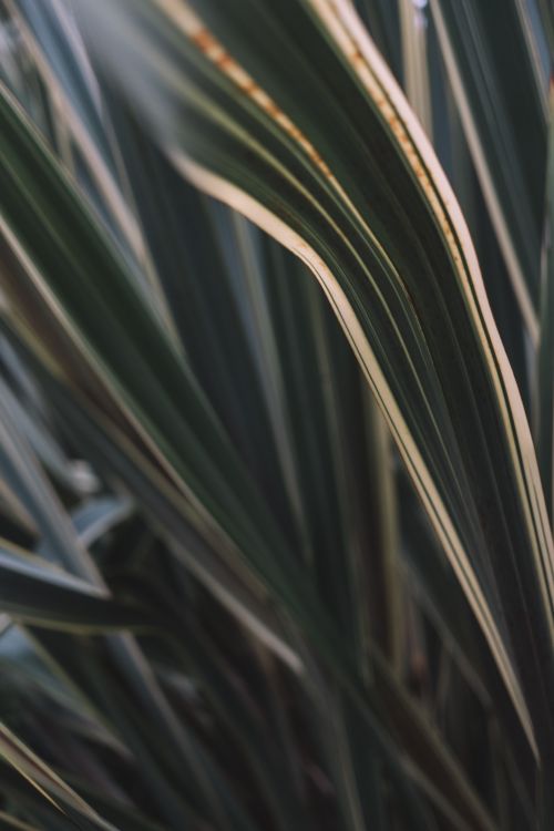 Free A detailed close-up of green yucca leaves with natural patterns. Stock Photo