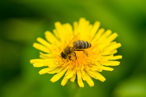 Free  Bee on Yellow Flower Stock Photo