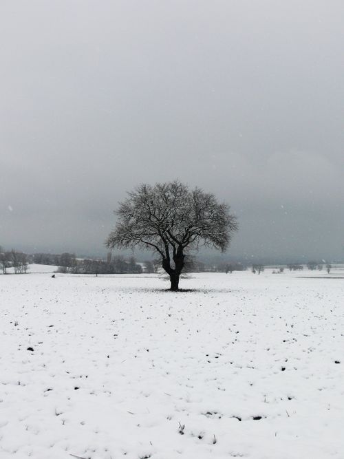 Free A lone bare tree stands in a snowy field, creating a serene winter scene. Stock Photo