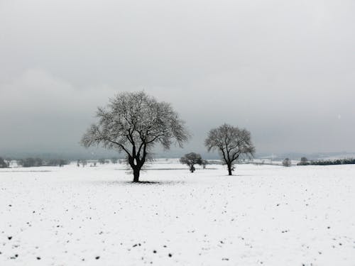 Leafless Trees on Snow Covered Ground