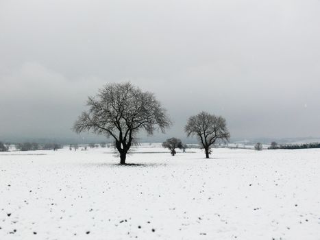 Leafless trees stand stark against a snowy field on a cloudy winter day in Bursa, Turkey.